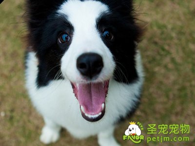 边境牧羊犬