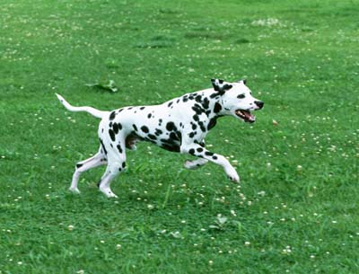 大麦町犬