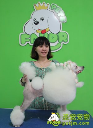 贵宾犬美容成果展现