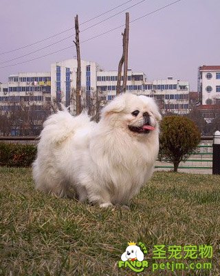 北京犬