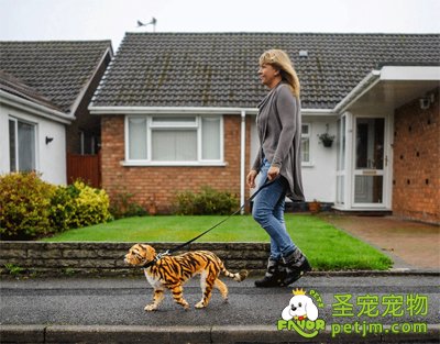 英女子为宠物狗涂上老虎斑纹 引路人围观拍照(高清组图)