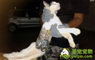 宠物猫驮手机潜入监狱送给主人