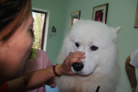 ag真人国际官网宠物美容培训之萨摩耶犬美容讲解全过程