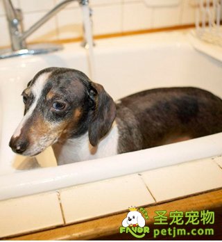 腊肠犬