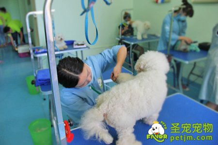 学生自己单独操作给比熊犬美容