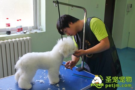 学生自己单独操作给比熊犬美容