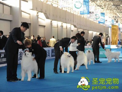 沪国际犬博会于3月26日开幕，看对眼宠物可现场速配