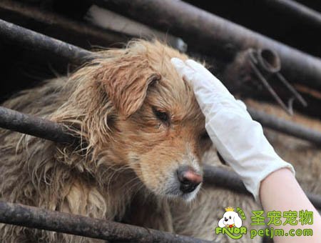 解救宠物犬,女子微博寻主