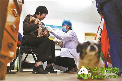 北京市宠物犬发放免疫挂牌