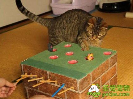 主人为宠物猫量身打造打地鼠游戏