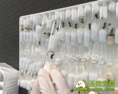 宠物热带来众多奇特“闯关者” 厦门截获百余蚂蚁