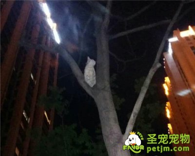 家养宠物猫头次出门蹿树上 保安营救被它一通打