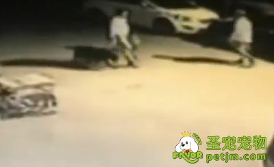 济南一男子爱犬被狗贩偷走 宠物市场苦寻失而复得